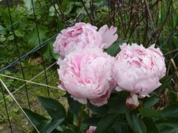 pivoine_20211127_1512771312